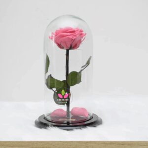 Rosa Preservada Rosada
