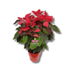 Poinsetia o planta de Navidad