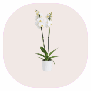 Plantas